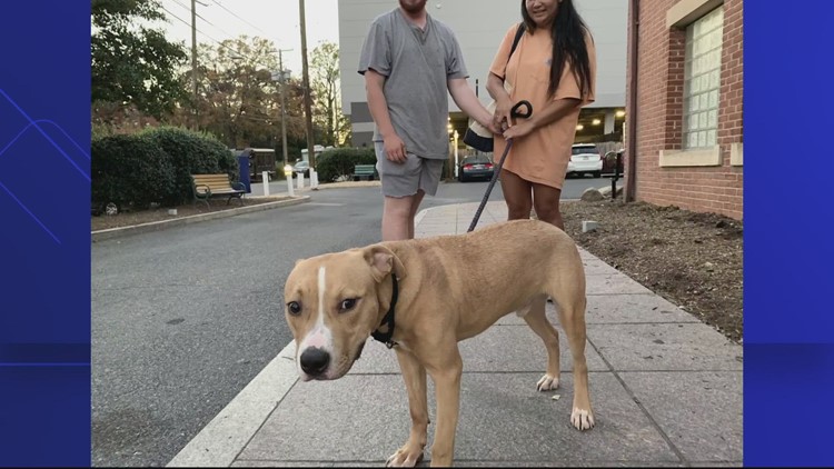 DC animal shelter successfully adopts 48 dogs in 48 hours