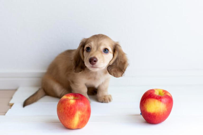 食べさせちゃだめ！犬にとっては毒になるフルーツ＆注意が必要なフルーツ