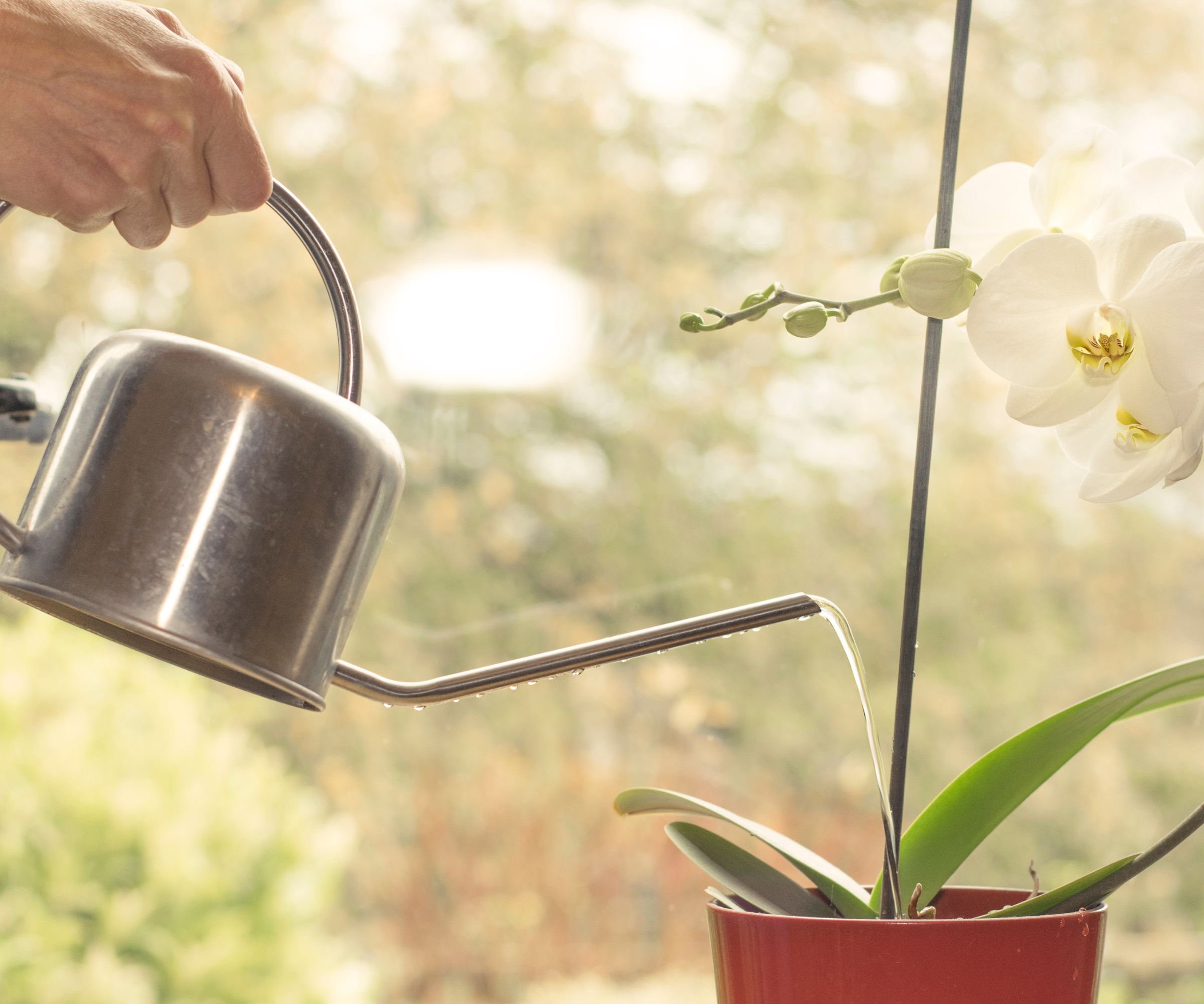 Орхидея полив. Календарь полива орхидей. Orchid watering.