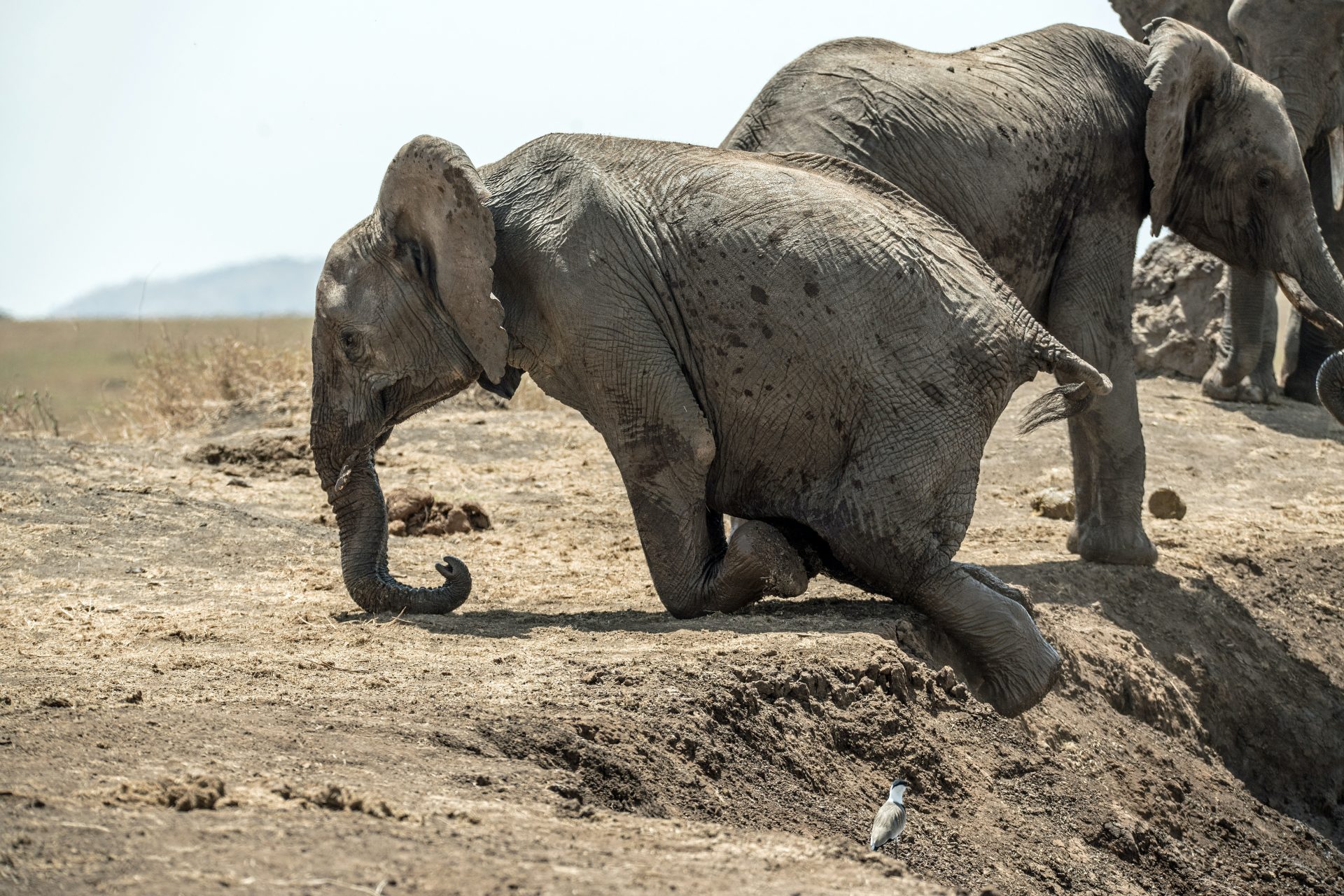 An elephant can climb. Слоны без бивней.