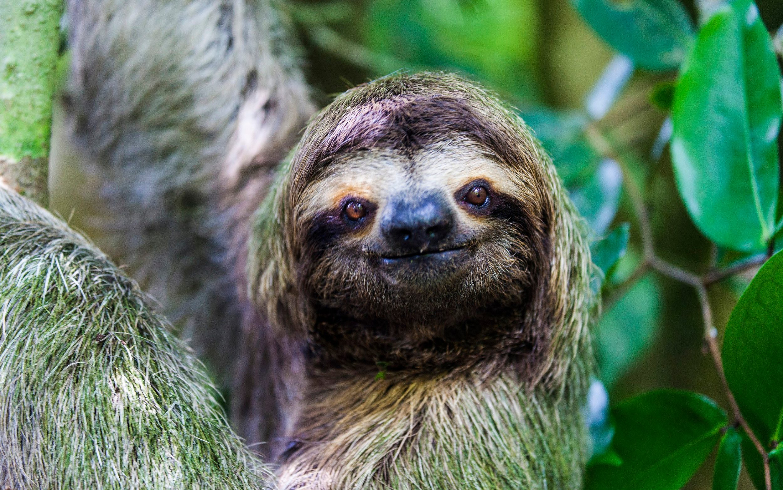 Какое животное дало. Bradypus torquatus – Ленивец ошейниковый. Трехпалый Ленивец. Ленивец Коста Рика. Трехпалый Ленивец Коста Рика.