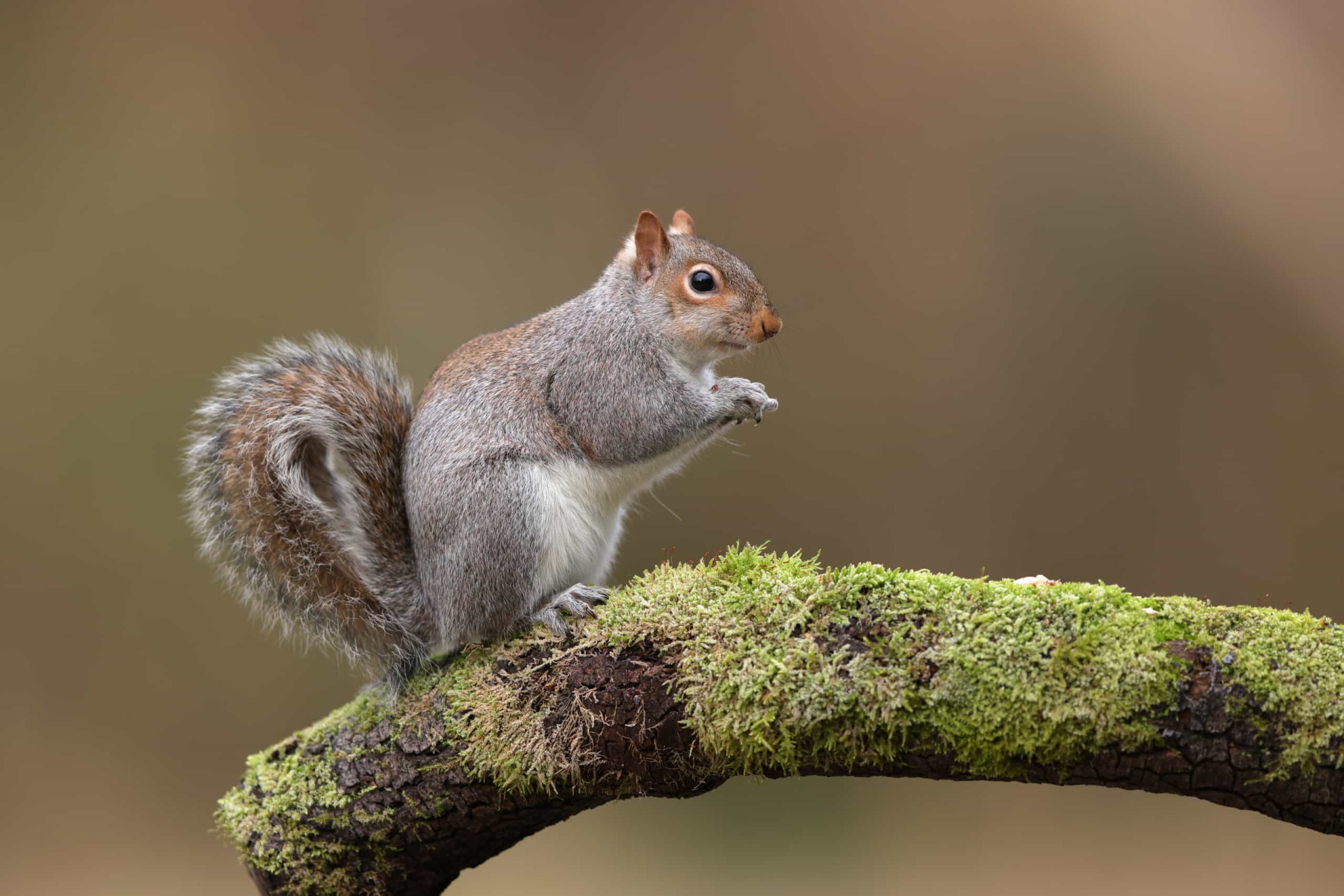 La magie et le symbolisme des animaux