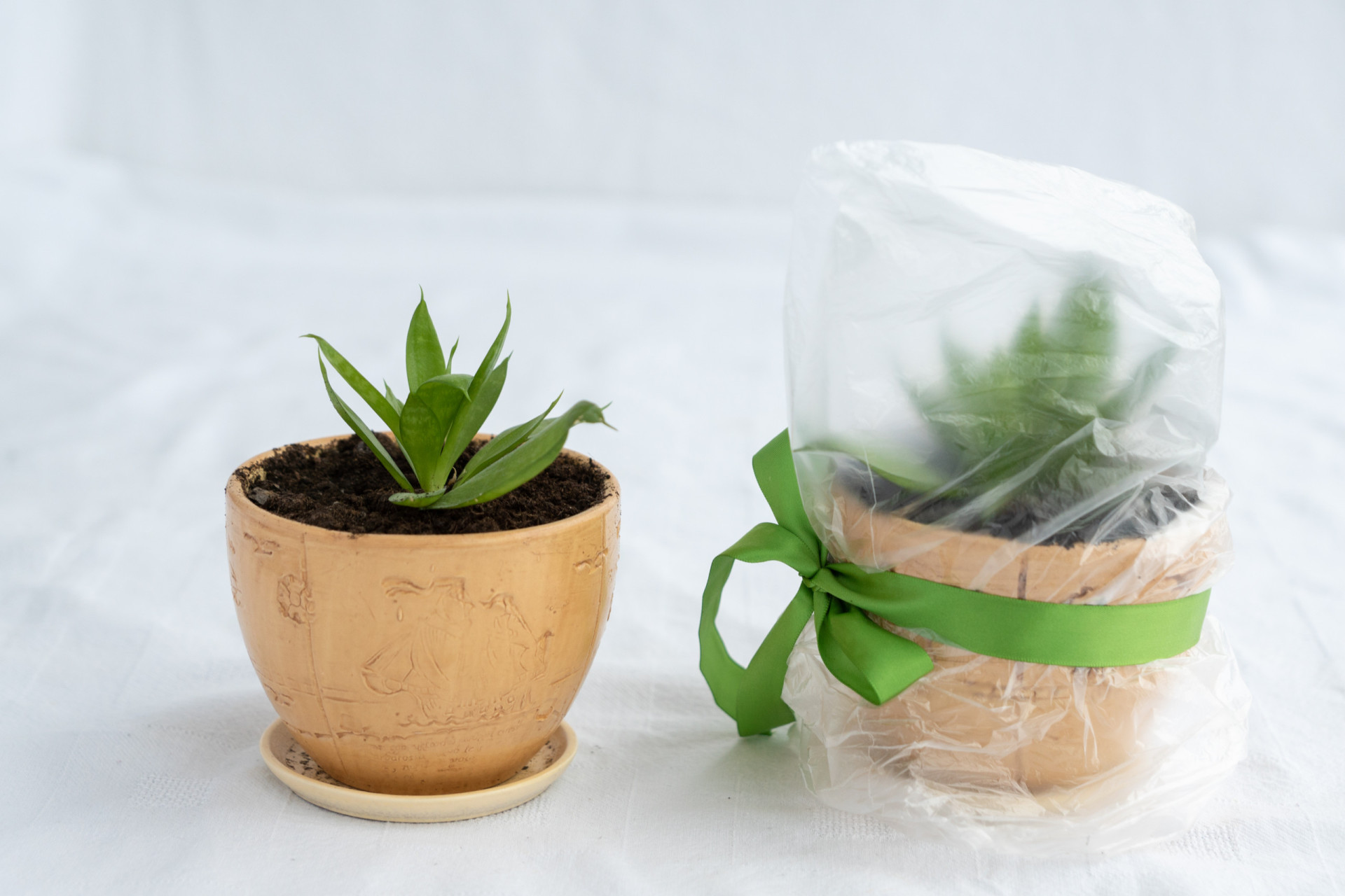 How to keep your plants alive when you're away