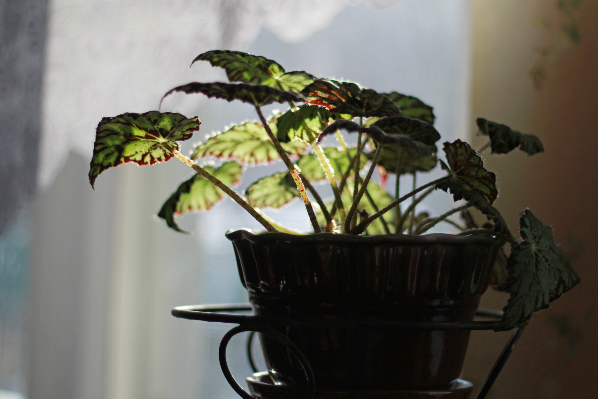 How to keep your plants alive when you're away