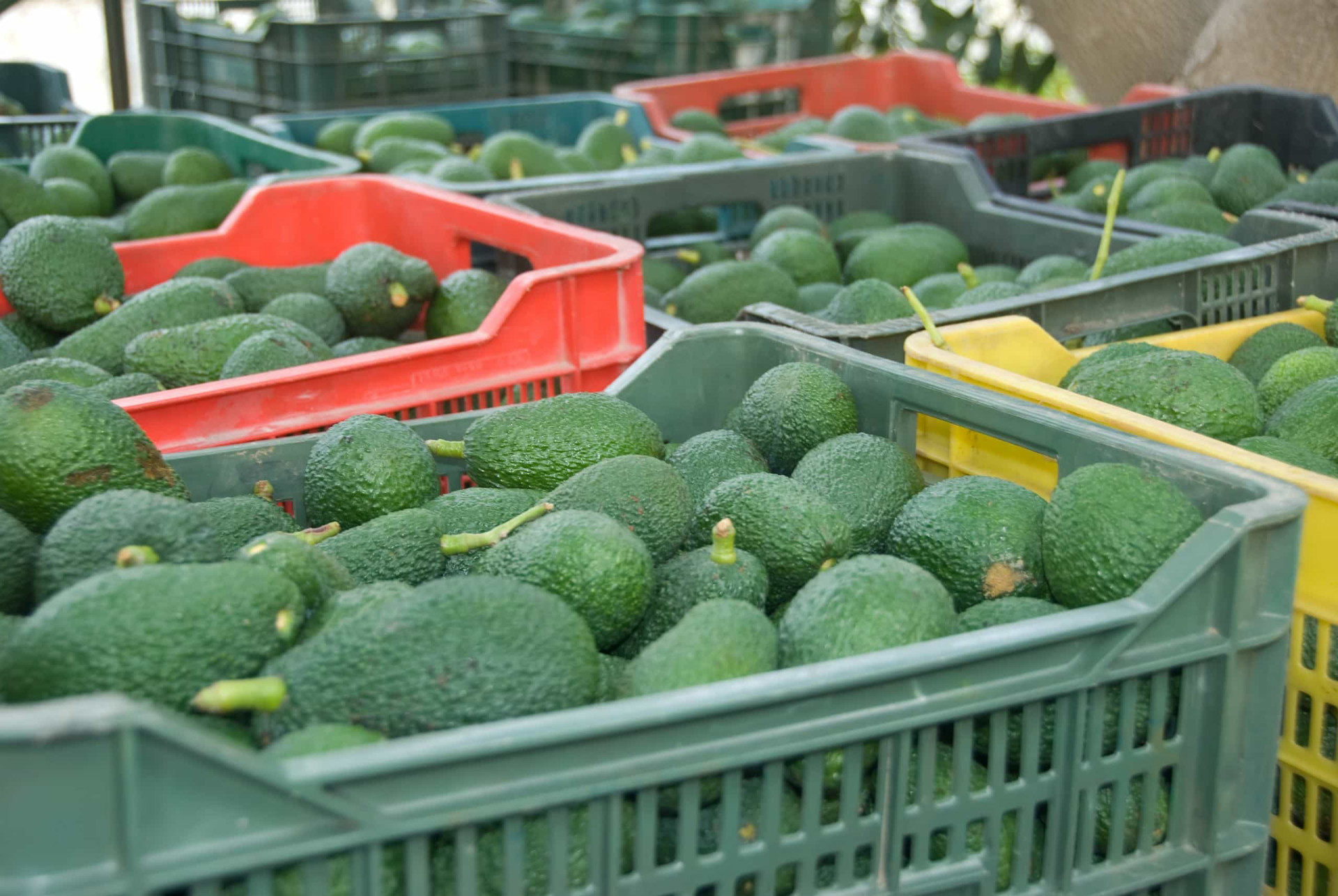 The dark truth about avocados