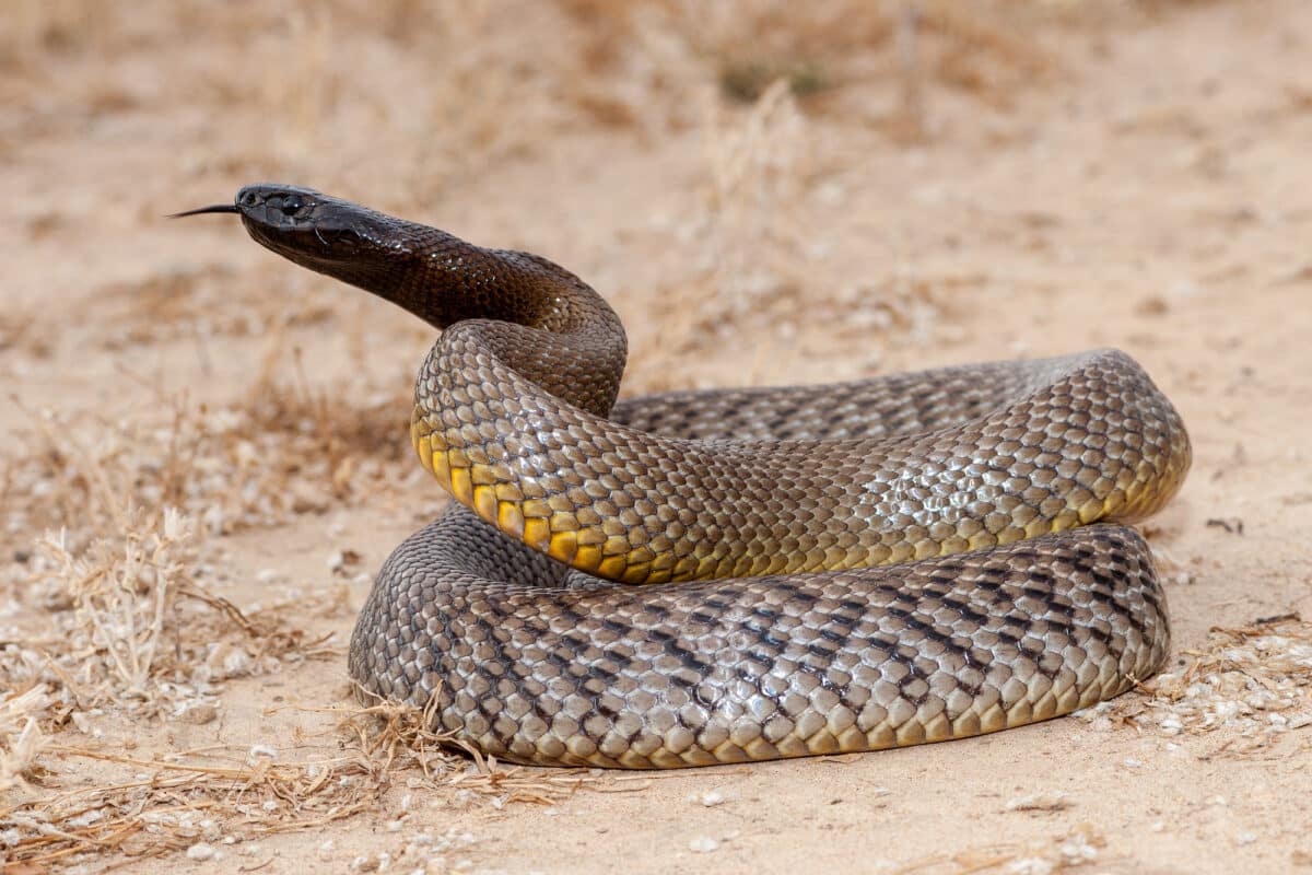 Тайпан маракеш ну. Inland Taipan Snake. Тайпан (Oxyuranus scutellatus). Жестокая змея. Тайпан Австралии рисунок.