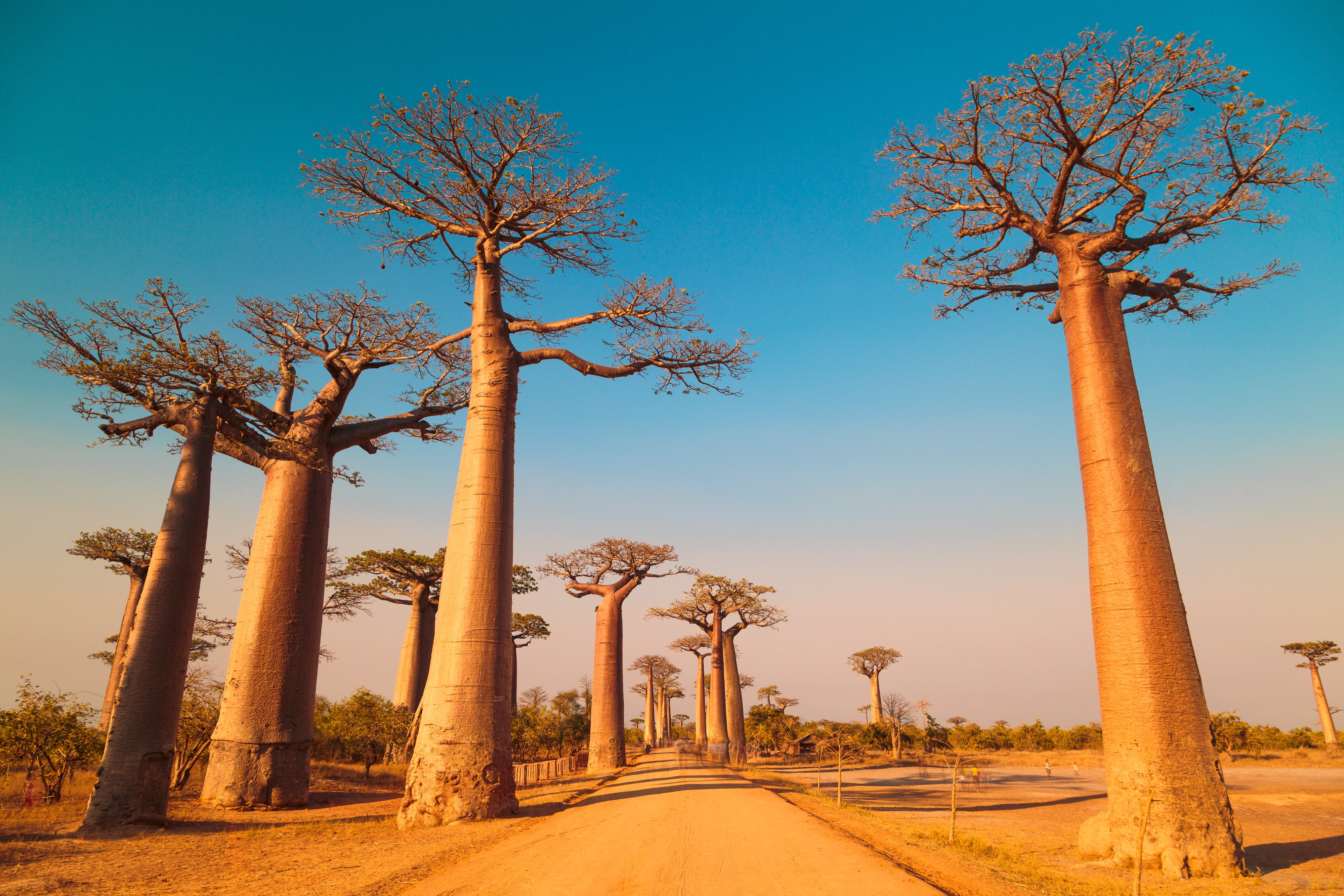 Мадагаскар африка. Avenue of the Baobabs Мадагаскар. Проспект баобабов Мадагаскар. Аллея гигантских баобабов на Мадагаскаре. Адансония Мадагаскарская.