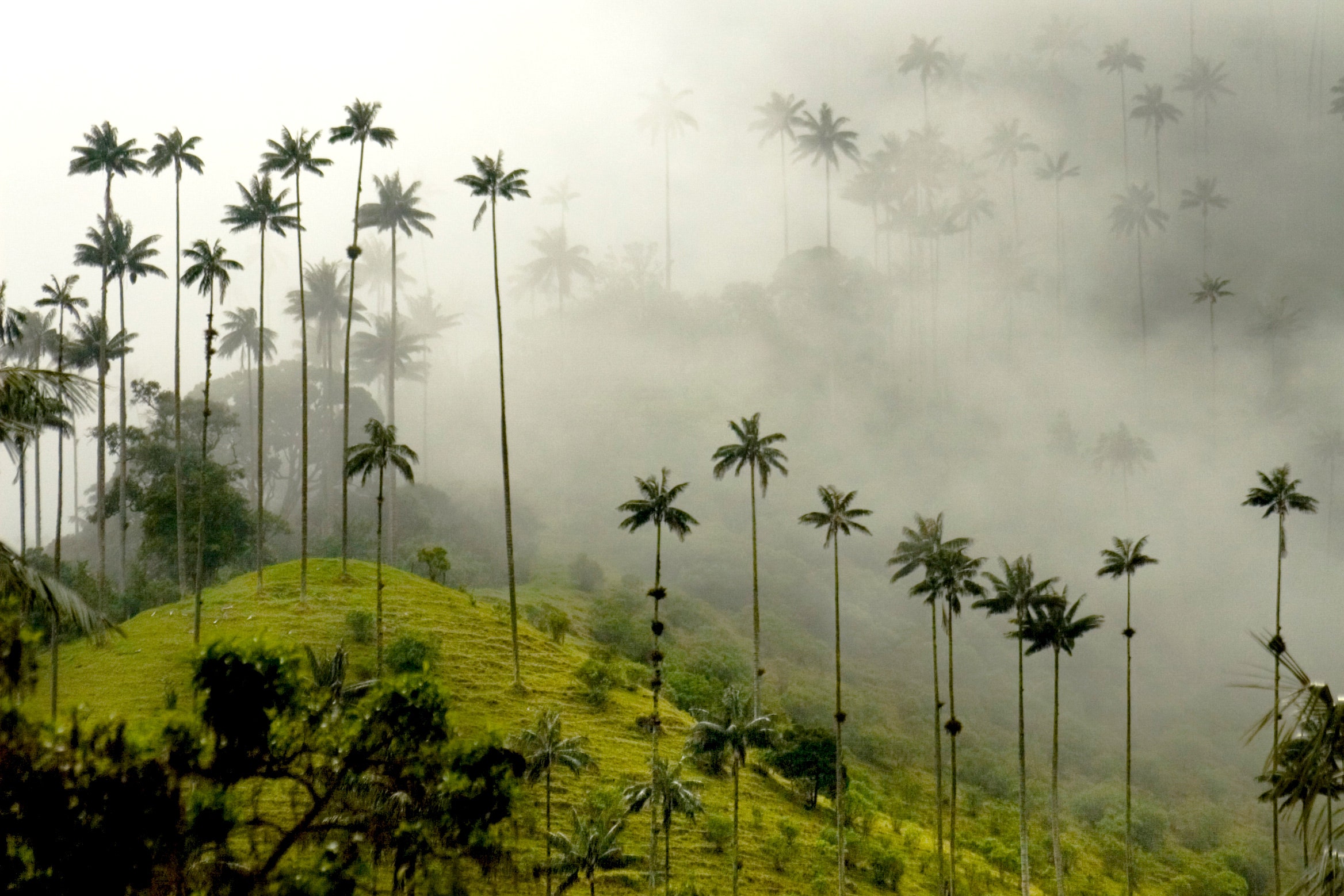 Valle de Cocora is one of the most beautiful landscapes in <a href="https://www.cntraveler.com/gallery/17-reasons-to-visit-colombia?mbid=synd_msn_rss&utm_source=msn&utm_medium=syndication">Colombia</a>—and that’s saying something. The park (about a 7-hour drive west of <a href="https://www.cntraveler.com/story/phillip-lims-life-affirming-trip-to-colombia?mbid=synd_msn_rss&utm_source=msn&utm_medium=syndication">Bogotá</a>) is filled with the tallest palm trees in the world at nearly 200 feet, which look even more incredible set against the backdrop of misty green hills and craggy mountains.<p>Sign up to receive the latest news, expert tips, and inspiration on all things travel</p><a href="https://www.cntraveler.com/newsletter/the-daily?sourceCode=msnsend">Inspire Me</a>