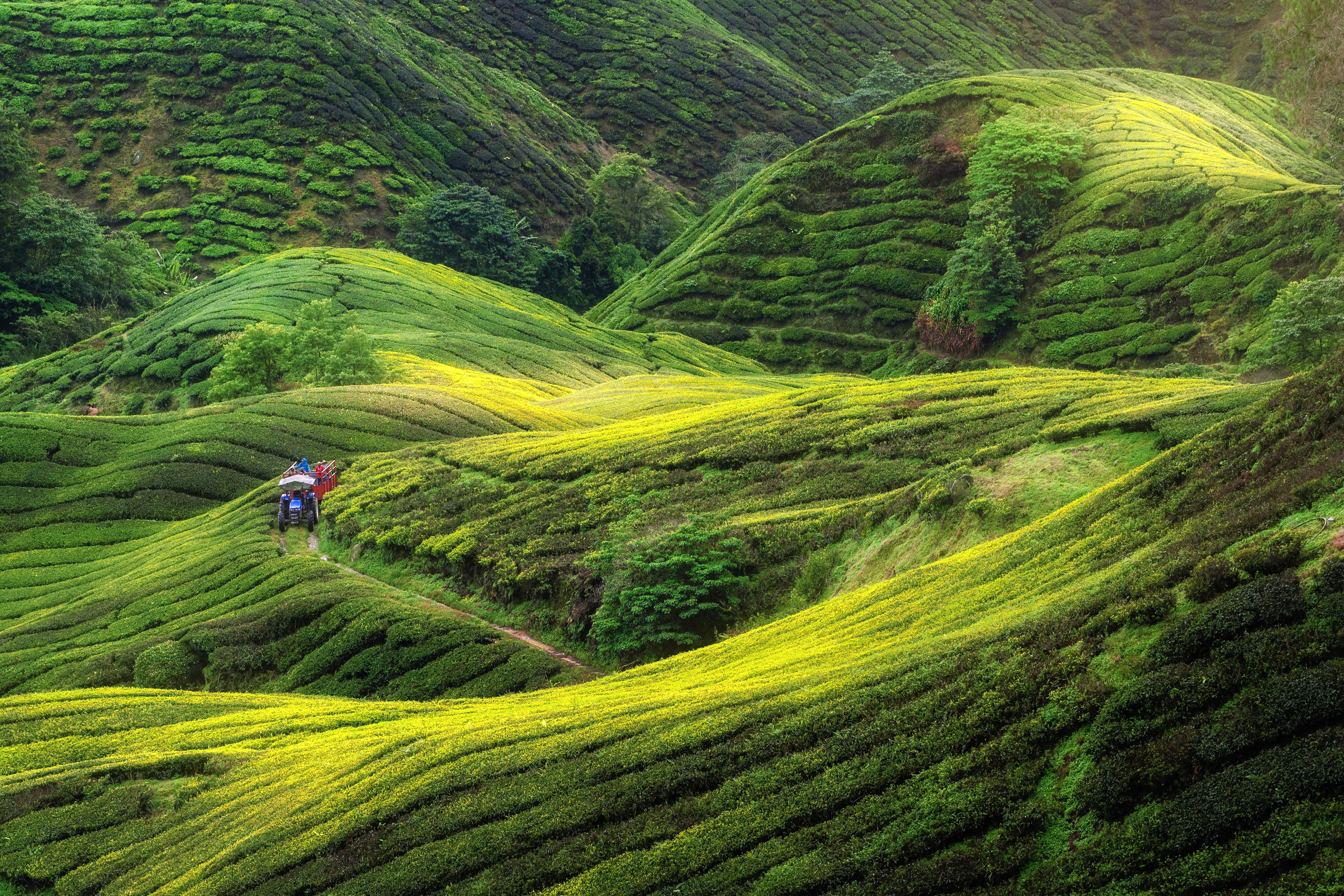 It’s hard to pick just one beautiful spot in geographically diverse Malaysia, but the Cameron Highlands might be the winner. Located in the state of Pahang, the 275-square-mile region is home to the largest tea plantations in the country—a place of fuzzy green hills rolling into the distance, where you can also explore butterfly gardens and strawberry farms.<p>Sign up to receive the latest news, expert tips, and inspiration on all things travel</p><a href="https://www.cntraveler.com/newsletter/the-daily?sourceCode=msnsend">Inspire Me</a>
