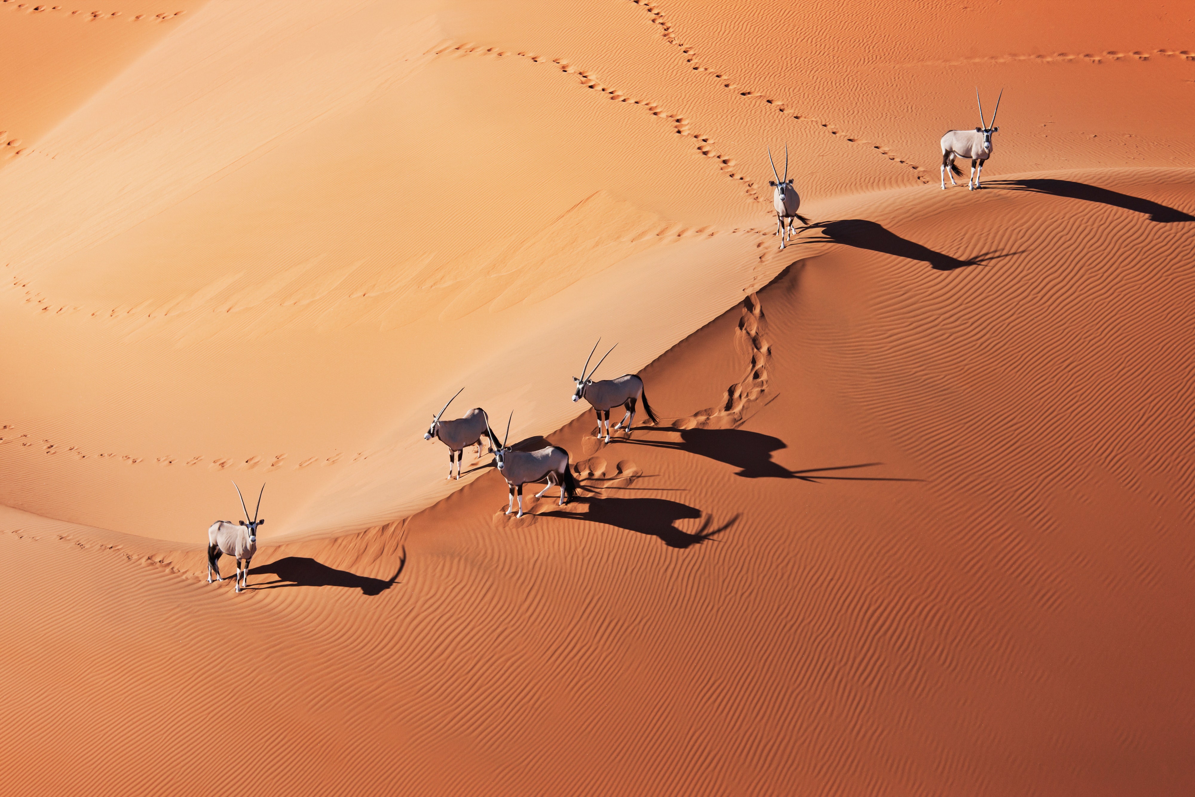 With its otherworldly landscapes and populations of rhinos, giraffes, and elephants, the Namib Desert is like nowhere else on Earth. In fact, its red sand dunes and skeletal trees might make you think you’ve been transported to Mars instead of Southwest Africa.<p>Sign up to receive the latest news, expert tips, and inspiration on all things travel</p><a href="https://www.cntraveler.com/newsletter/the-daily?sourceCode=msnsend">Inspire Me</a>