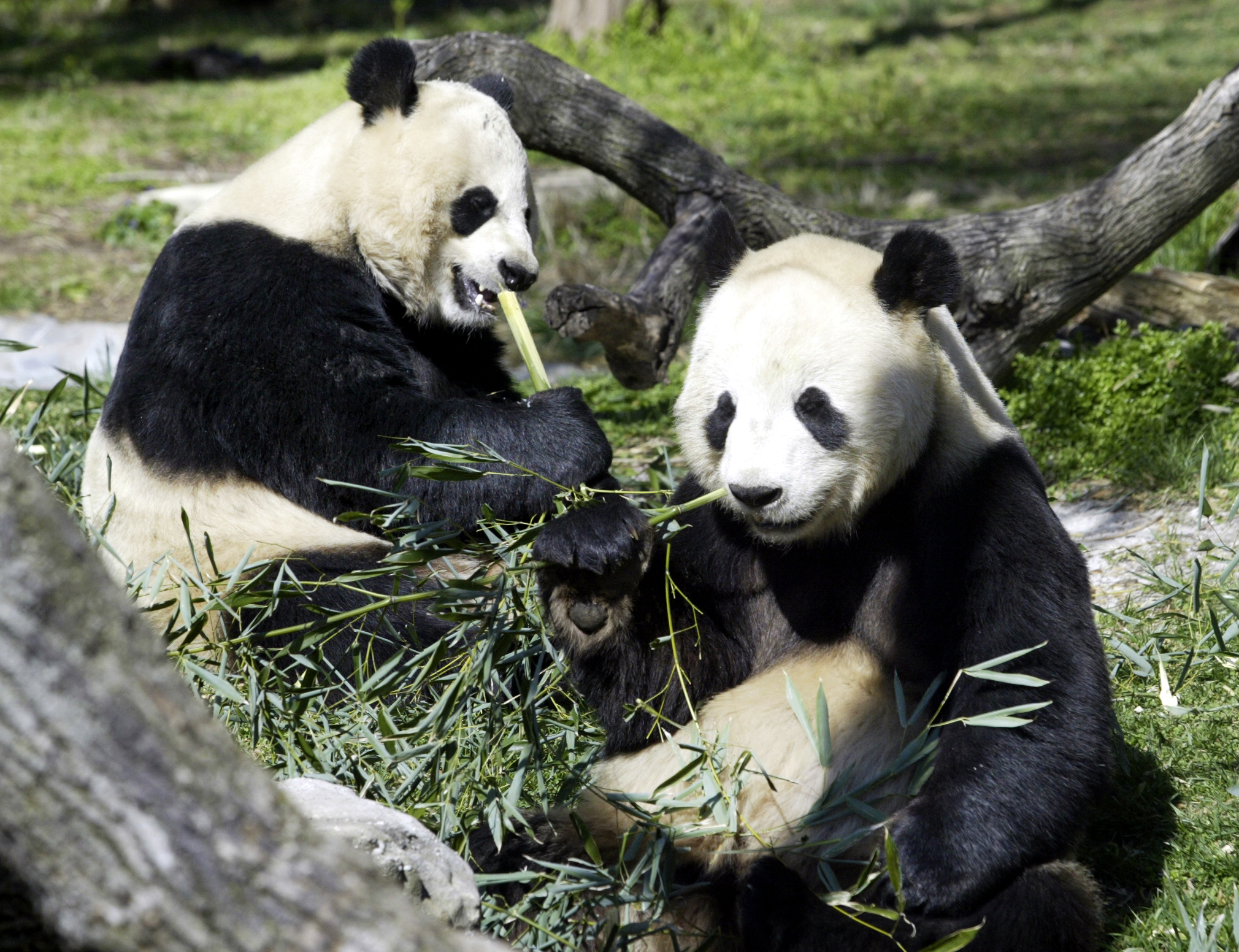 The National Zoo’s giant pandas leave for China today