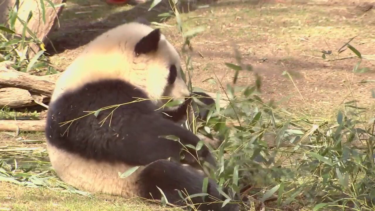 3 Giant Pandas Leaving DC S National Zoo Heading Back To China   AA1jAY4p.img