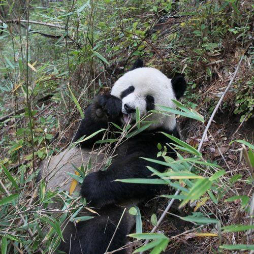 National Zoo Pandas Leaving D.C. For China—Ending A Program Nixon