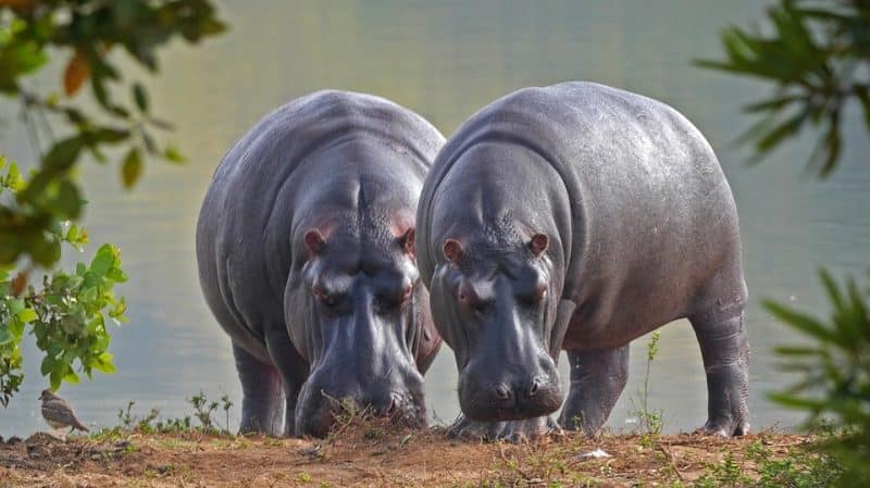 <p><span>The modern hippopotamus and the dwarf hippopotamus are the only existing members of the Hippopotamidae family. The Hippopotamidae as well as other sometimes ungulates belong to the Artiodactyla order.</span></p> <p><span>They stay cool whilst also spending the entire day in water or sludge, and they replicate and give birth in water. The hippo is among the most dangerous creatures on earth due to its violent and unpredictable nature when provoked. Earning itself a spot on the top 10 largest land animals list.</span></p> <p><span>After elephants and rhinoceros, the <a href="https://www.animalsaroundtheglobe.com/top-10-strongest-animals-in-the-world/" rel="noopener"><strong>hippopotamus</strong></a> is the third-largest land mammal and the heaviest surviving land artiodactyl. Despite their morphological similarity to pigs and other terrestrial even-toed ungulates, the Hippopotamidae’s closest living relatives are cetaceans, from whom they split 55 million years ago. Hippos can be found in rivers, lakes, and mangrove swamps, with territorial bulls ruling over herds of five to thirty cows and calves.</span></p>