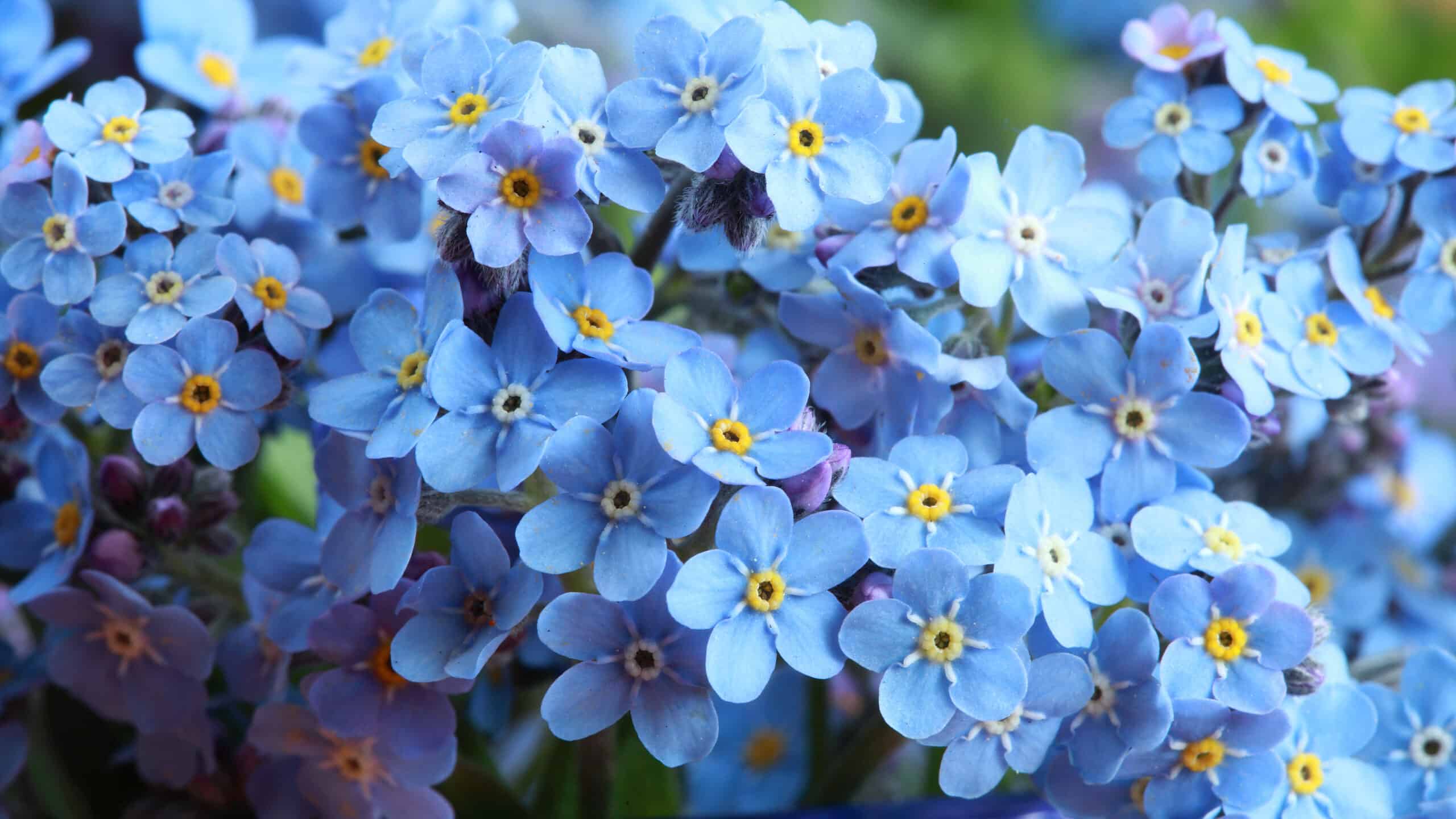 Flower me. Незабудка Садовая голубая. Незабудка Мон ами Блю. Незабудка расставленноцветковая. Голубые цветы незабудки.