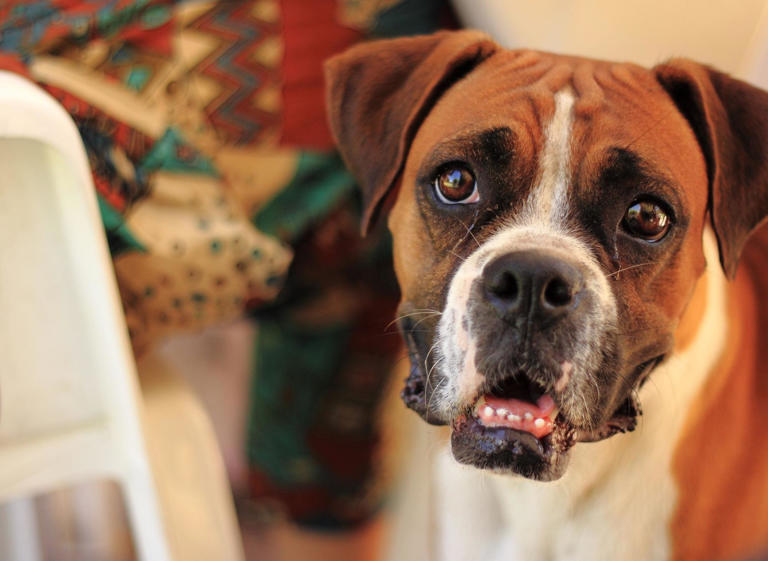 Boxer Dog Facts: These are 10 interesting things you probably didn't ...