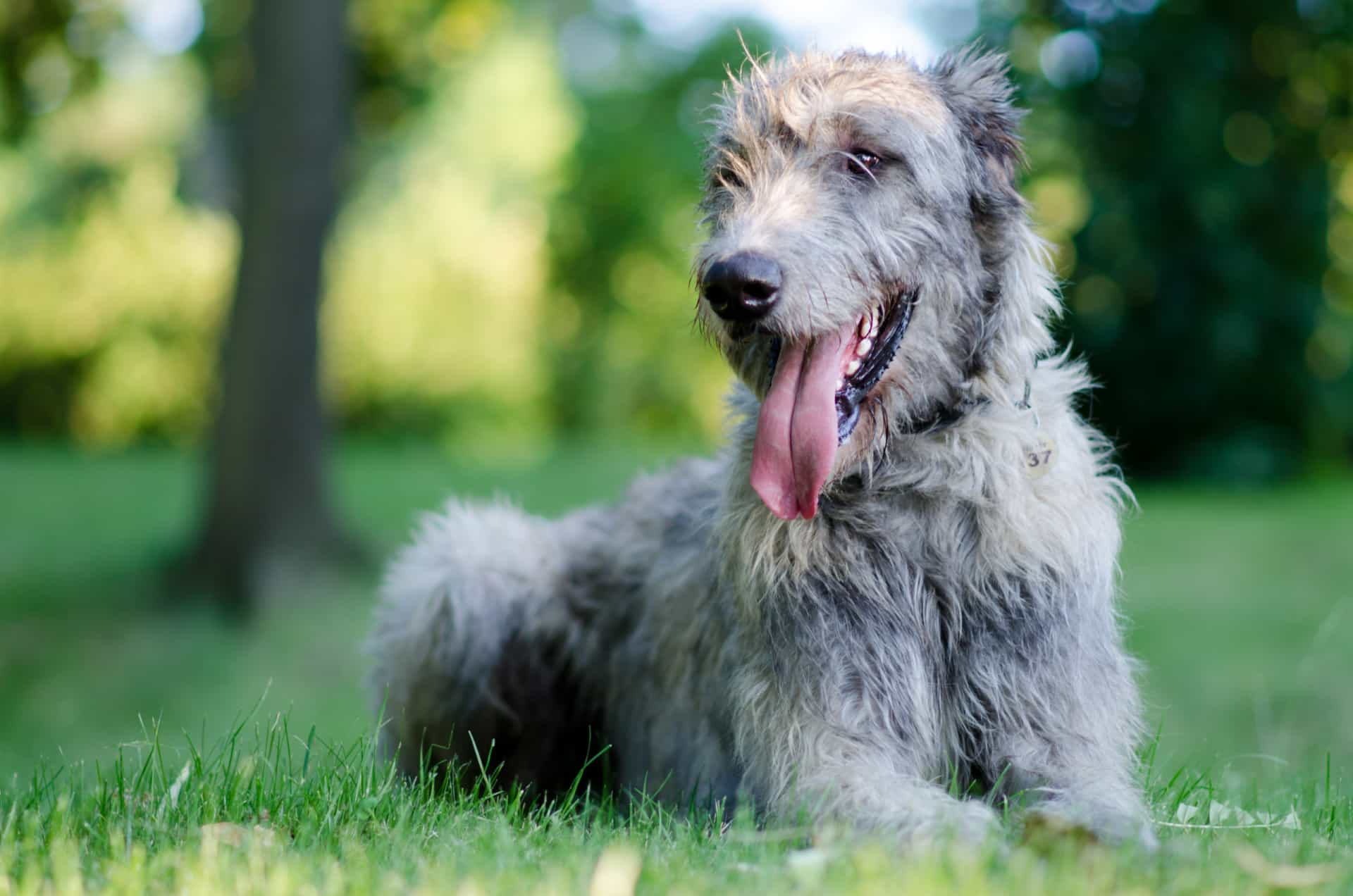 Dog breeds you should think twice before choosing