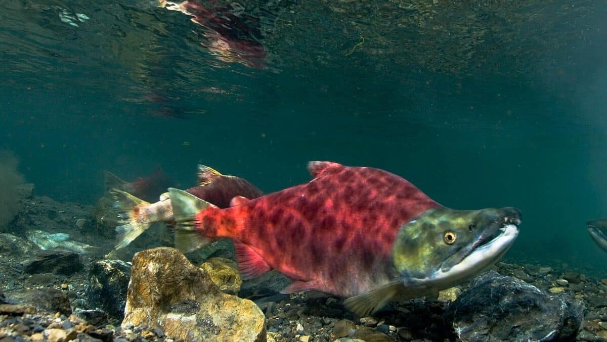 <p>Sockeye Salmon (Oncorhynchus nerka) start their lives in freshwater rivers and move on to a lake to grow. They stay in their home waters for up to three years, which is longer than any other type of salmon, before heading to the sea. They then migrate to the ocean, where they spend one to four years growing and feeding primarily on zooplankton. As they mature, they return upstream to their spawning grounds where they were born. Interestingly, during their swim upstream their appearance dramatically changes: their bodies become bright red, and males develop a humped back and hooked jaws. After spawning, both males and females die, completing their lifecycle. This migration is more than a journey; it’s a transformation. It shows the deep instinct animals have to reproduce and pass on their legacy.</p>
