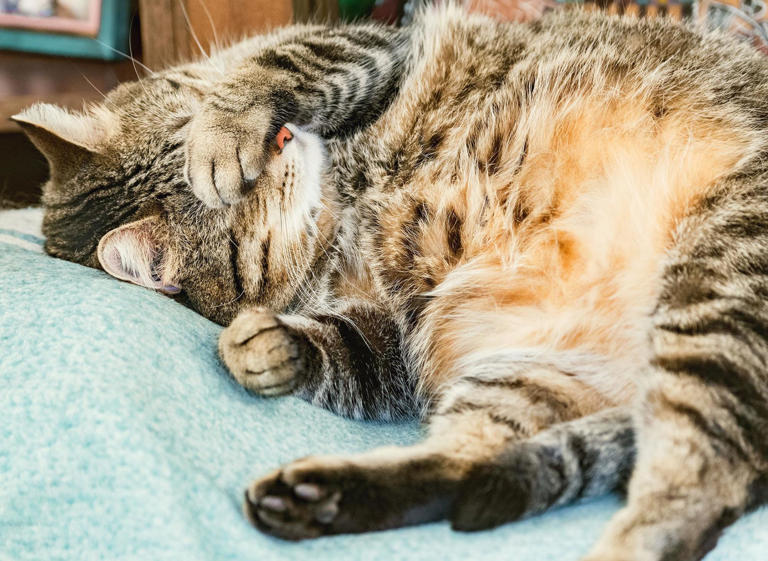 best-names-for-boy-cat-2024-here-are-10-of-the-most-popular-names-for