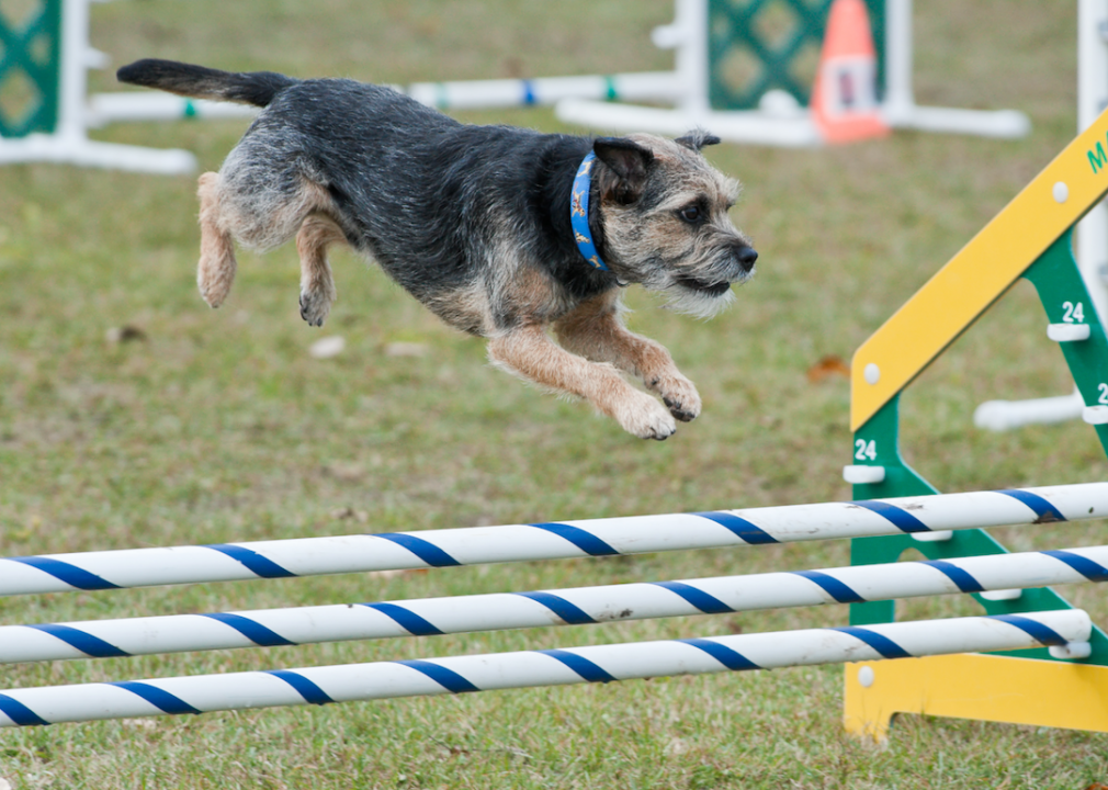 Meet the smartest dog breed in the world—and see if your pup's breed is ...