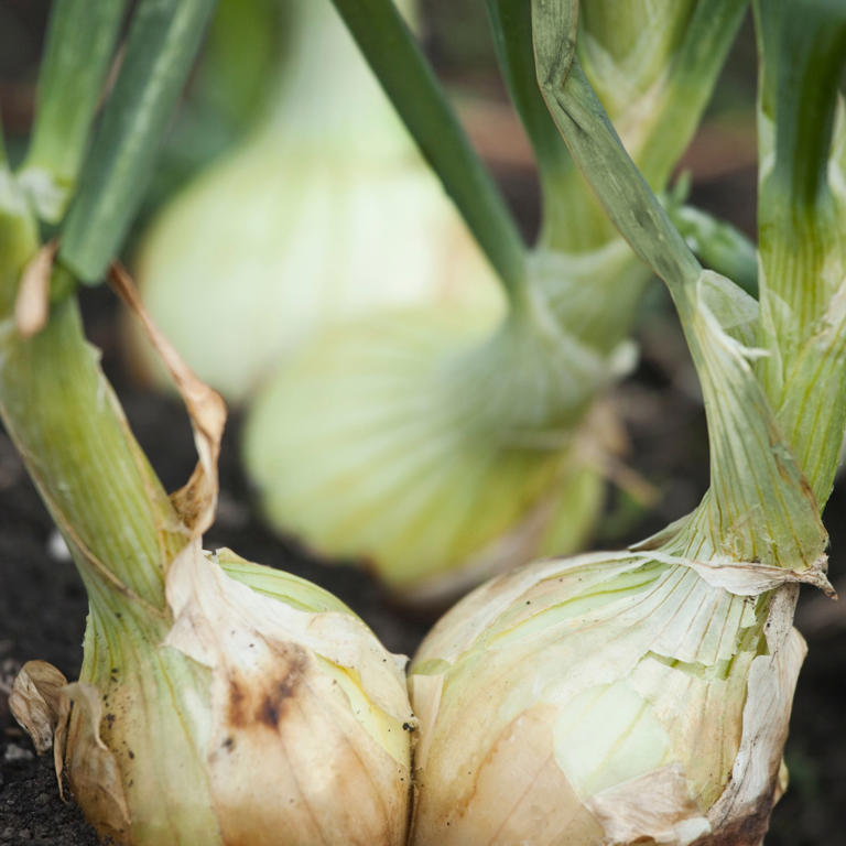 When to plant onion sets if you want delicious onions on tap
