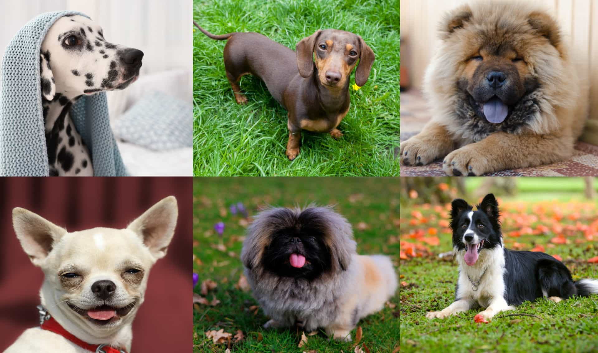 Dog breeds you should think twice before choosing