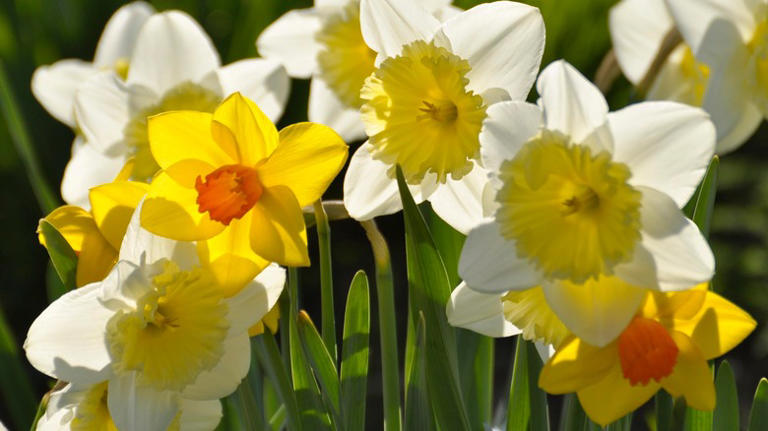 How To Plant Your Bulbs For A Soft & Natural Look
