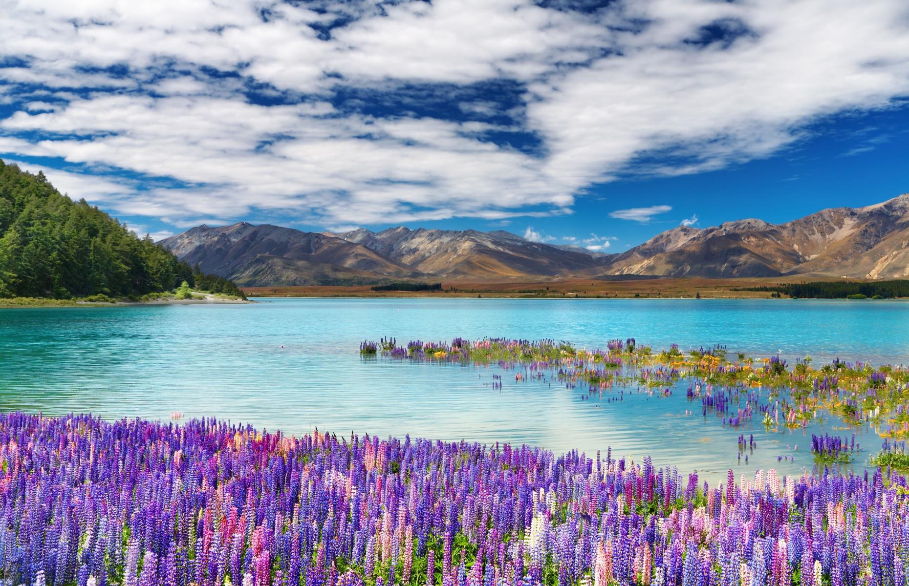 <p>Lake Tekapo is a sight to behold. This turquoise lake in the Southern Alps, fringed by bright pink and purple lupins between November and February each year and surrounded by snow-capped peaks, is truly picturesque. The lake gets its intense color from glacier-grounded minerals suspended in the water. Part of a Unesco Dark Sky Reserve, turn your eyes skywards as night falls for some of the best views of space from Earth.</p>