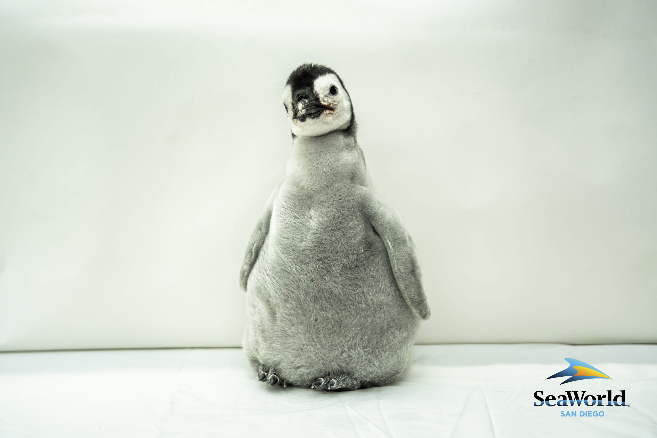 SeaWorld San Diego Announces Name of New Emperor Penguin Chick -- Pearl
