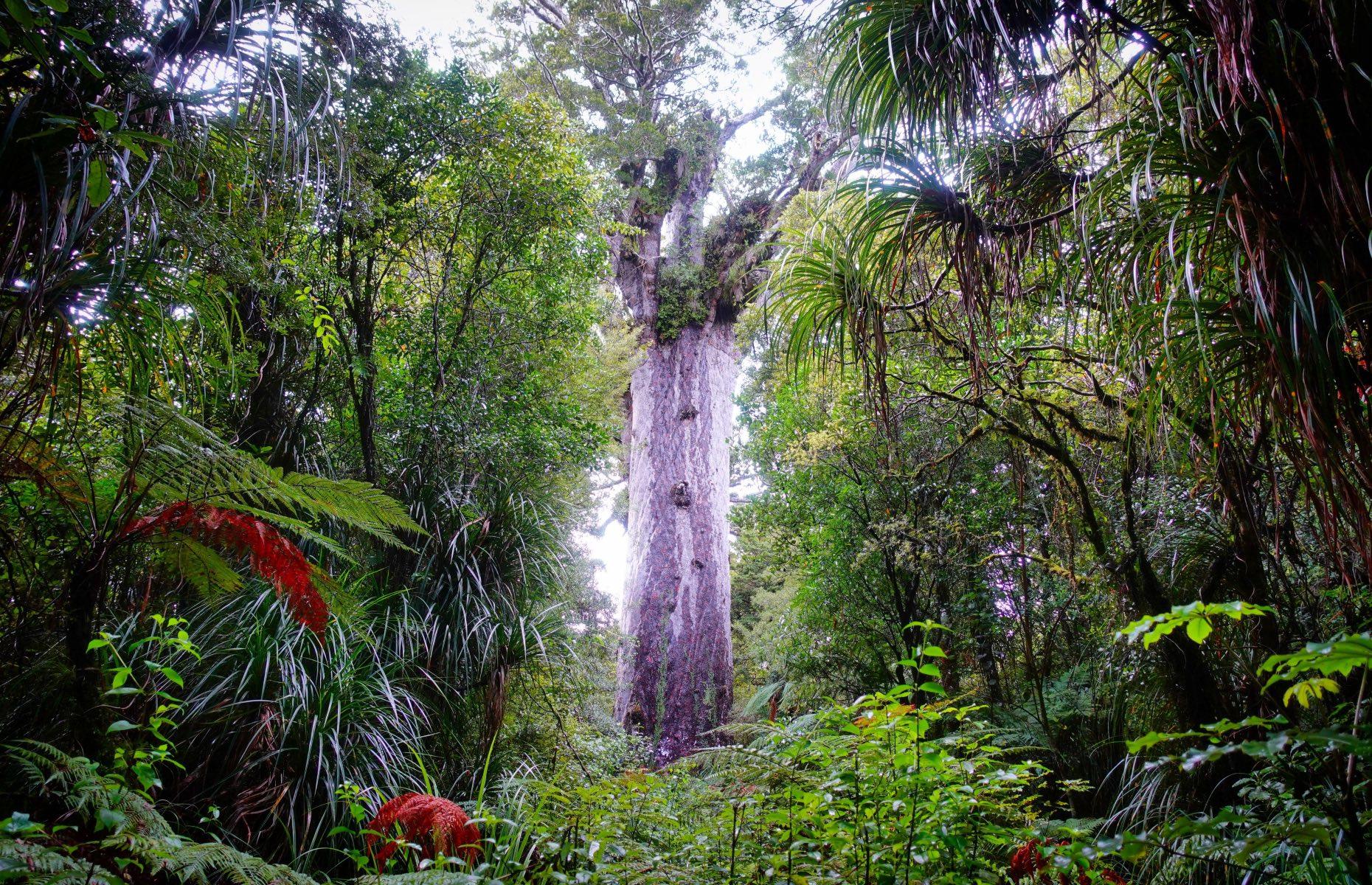 <p>This primordial world of towering ancient trees on the northern tip of New Zealand is the largest remaining tract of native forest in Northland. It's home to Tane Mahuta – the Lord of the Forest – a 2,000-year-old sacred kauri tree that measures 14 feet around its trunk and almost 59 feet up to its first branch. That's young compared to another giant kauri tree found here: Te Matua Ngahere, meaning Father of the Forest, is estimated to be between 2,500 and 3,000 years old.</p>
