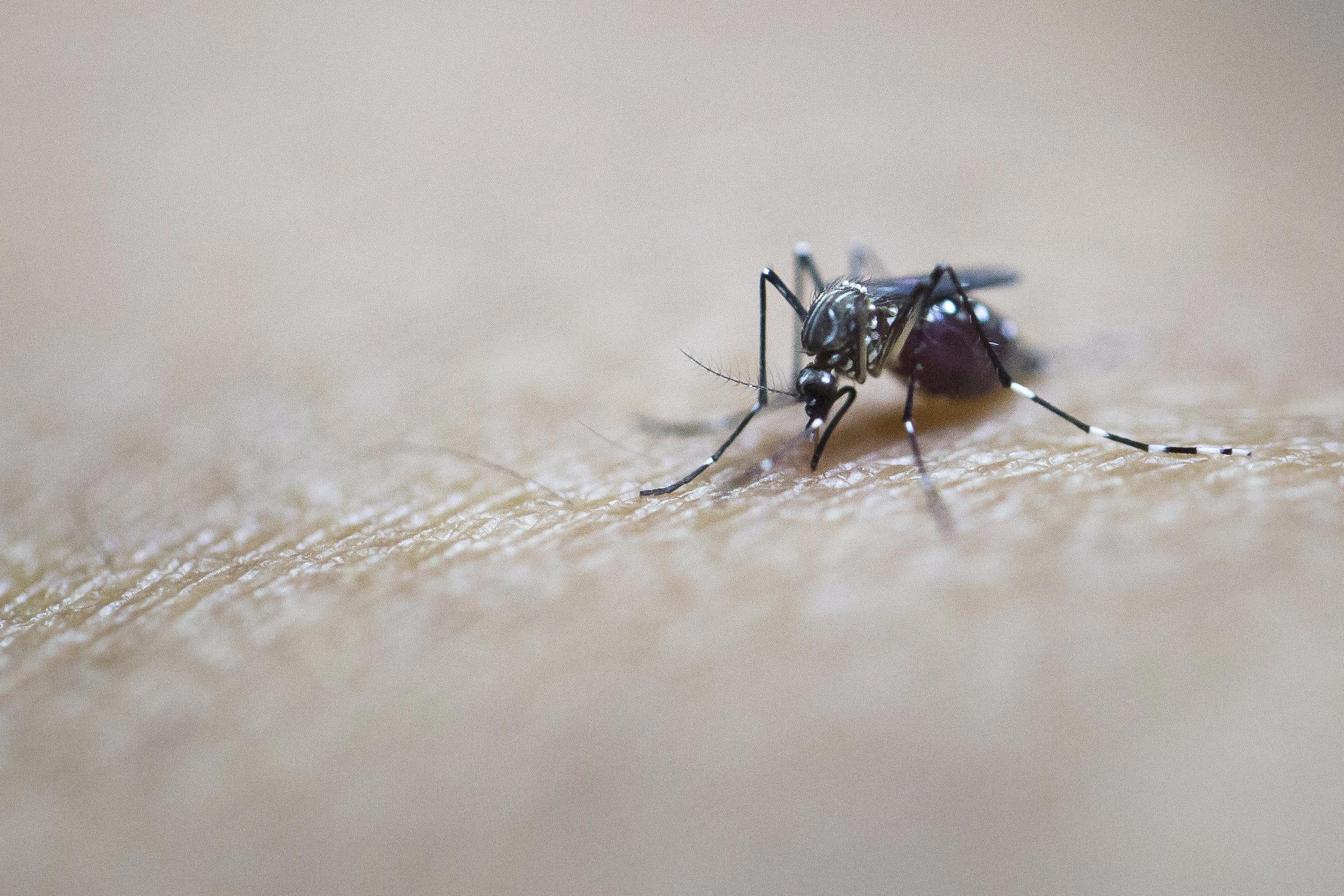 Fda Approves First Vaccine Against Chikungunya Virus For People Over 18