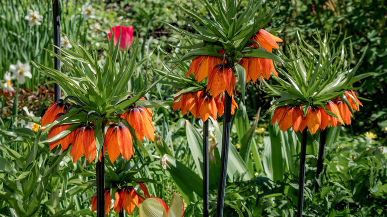 Keep Your Yard Free Of Pesky Moles With These Stunning Plants