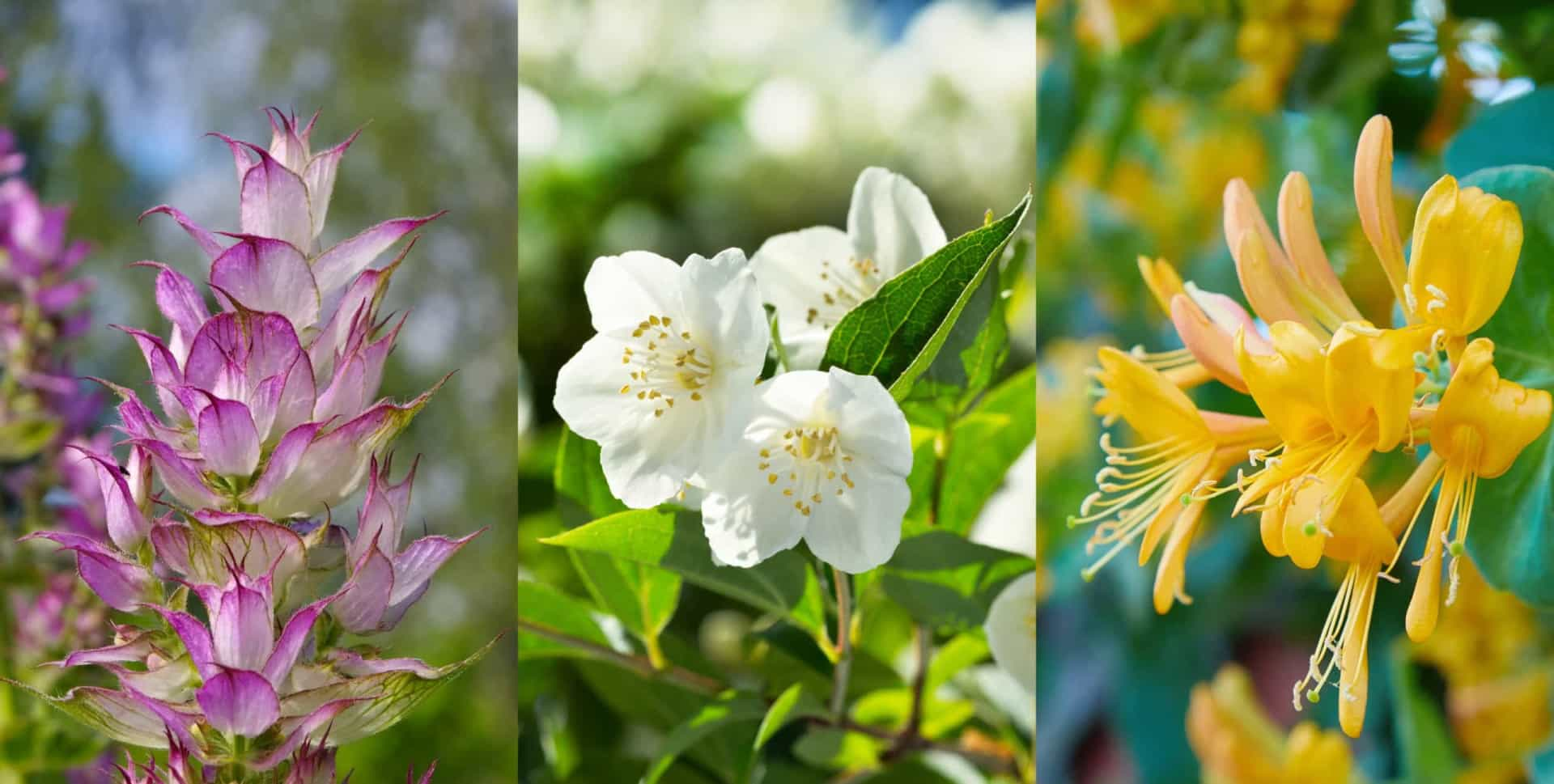 Mit Diesen Blumen Duftet Ihr Garten Wie Das Paradies