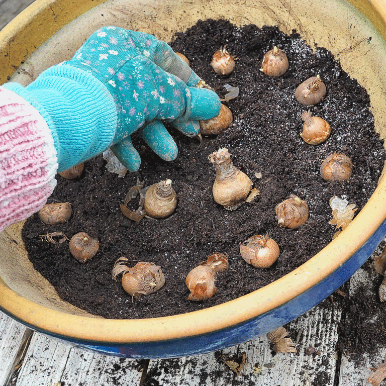 How deep to plant crocus bulbs - experts reveal the exact depth ...