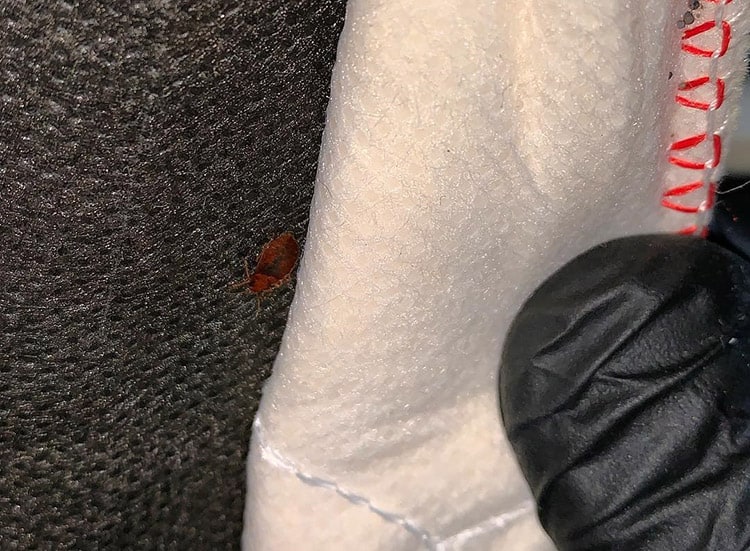 How To Get Bed Bugs Out Of Your Suitcase (Guide)