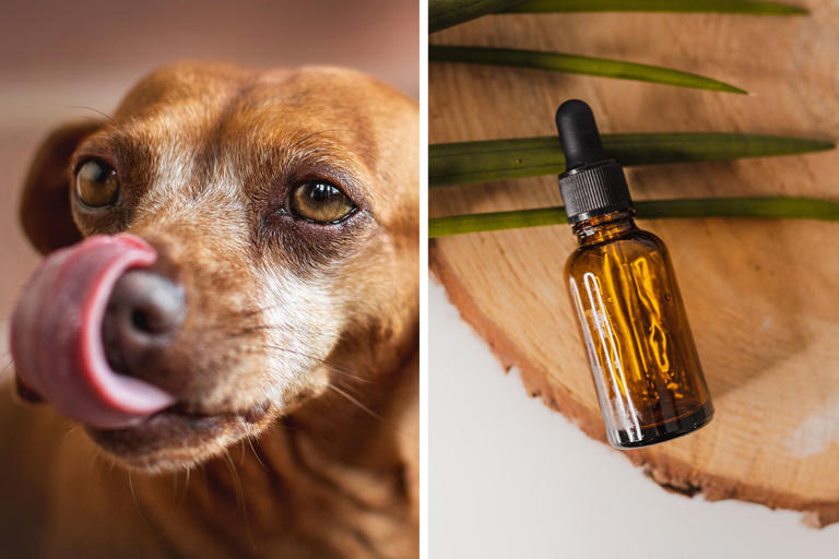 How to Dilute Tea Tree Oil for Dogs