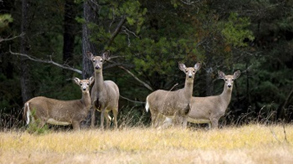 Michigan DNR: State Deer Harvest Dropped By 11% In Fall 2023