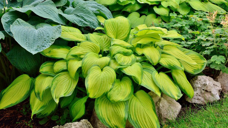 10 Hostas That Are Tolerant To The Sun