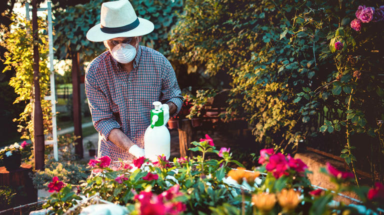 person spraying insecticide on plants