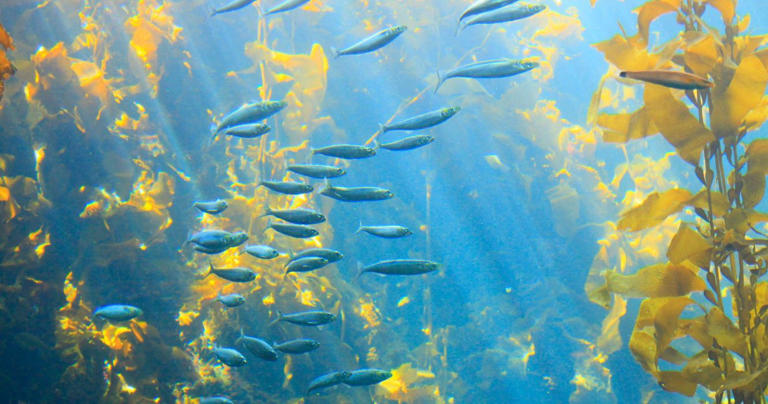 What To Know Of Diving Kelp Forests: The Magnificent Forests Of The Seas