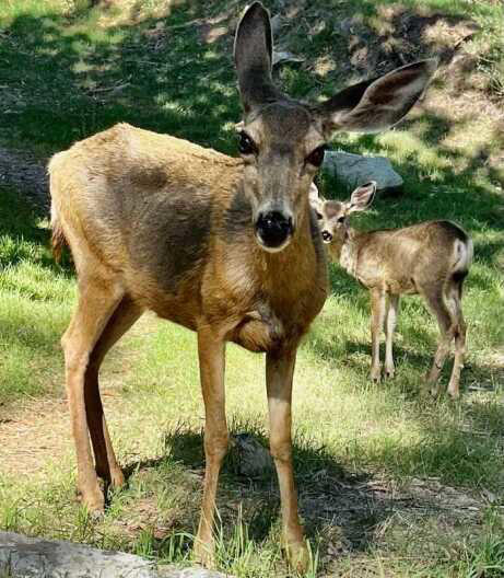 Catalina Island’s Mule Deer Spared From Aerial Sharpshooters, But ...