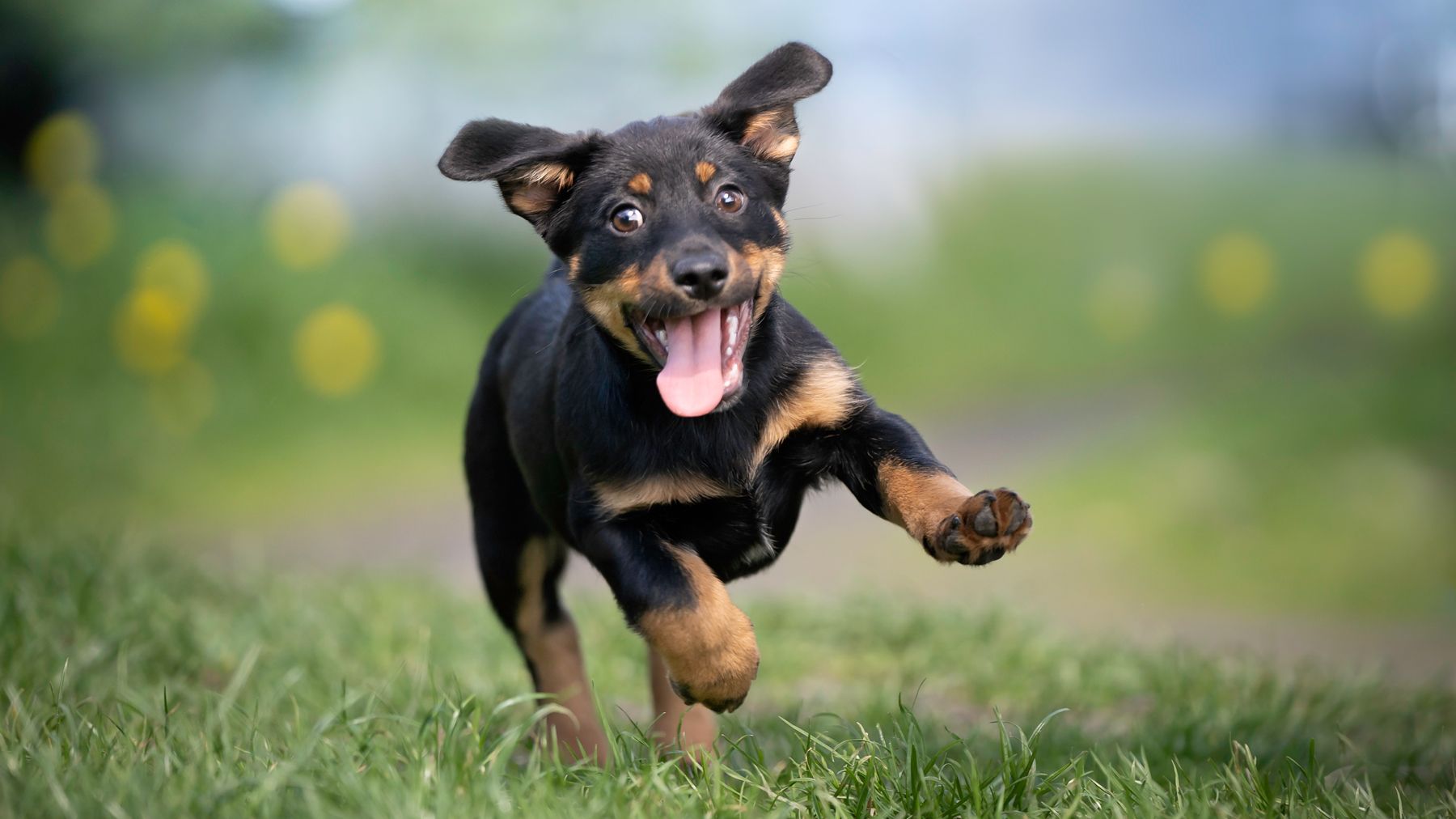 <p>                     Panting is normal behavior for an active dog and serves to help them cool down after exercise or a stint in the sun. While it may seem a bit drooly and messy, the mechanism that your dog uses to cool down - inhaling, humidifying the air, and then exhaling - is pretty neat.                   </p>