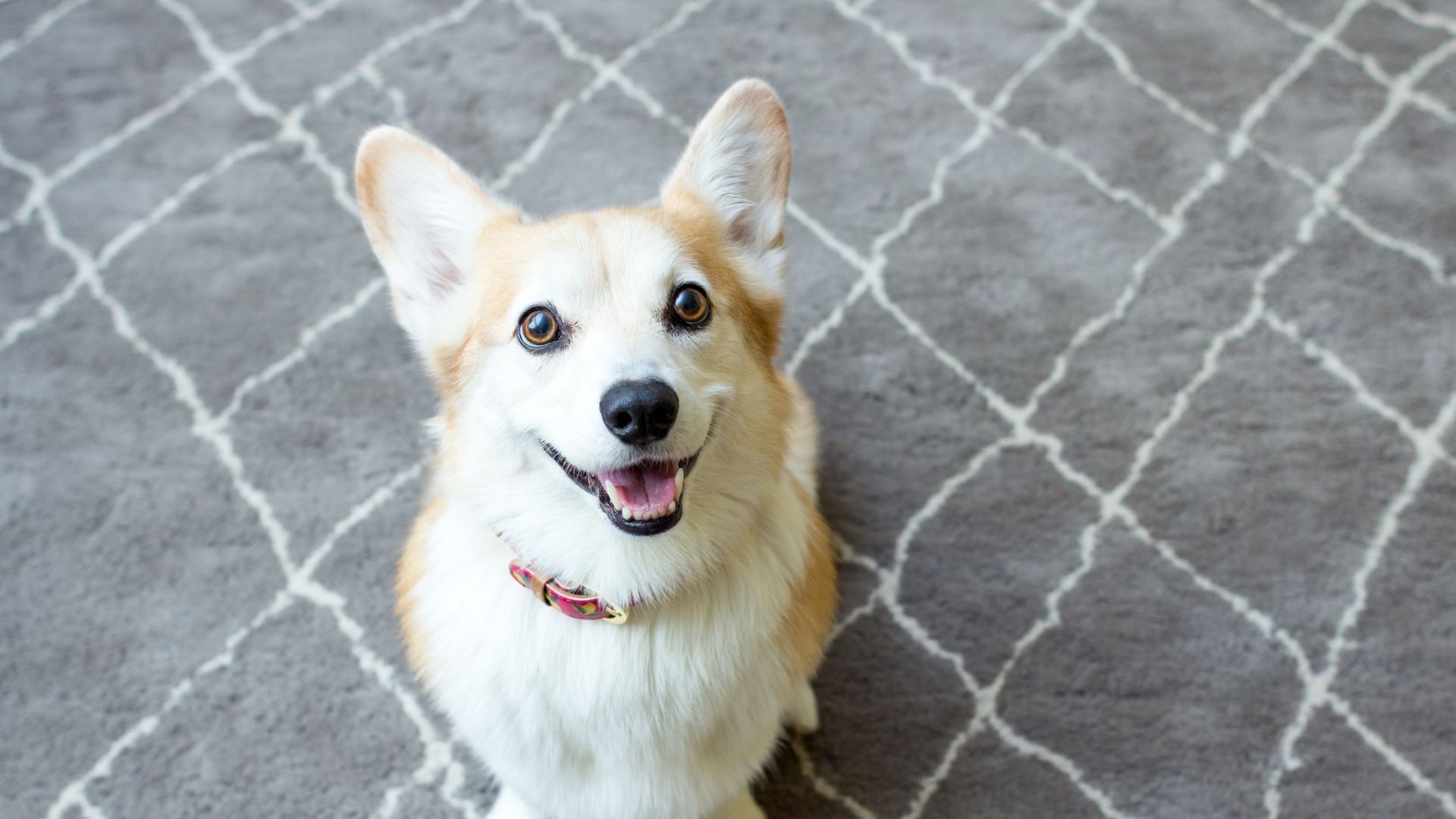 <p>                     We can go back and forth on whether a smiling dog is actually smiling, or just <em>looks </em>like they're smiling, but we can all agree it's cute as anything. Whether or not the intention is a happy face, it's amazing that dogs can look so cheerful.                   </p>