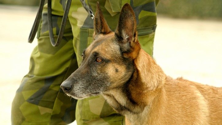 <p>                     Military dogs are often multipurpose, due to their high levels of intelligence. These dogs are usually used to detect explosives, track, or patrol with their handlers. They do potentially dangerous jobs alongside their handlers, making them some of the most amazing dogs in the world. Breeds such as the Belgian Malinois and German Shepherd are often used for these jobs due to their smarts and bravery.                   </p>