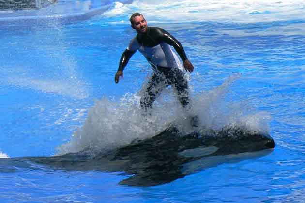 <p><strong>San Diego</strong></p>  <p>Whether you’re a human or an animal, you’re probably not safe at SeaWorld in San Diego, California. Over the years, trainers have sustained countless injuries from aggressive encounters with orcas. One male orca in particular — Tilikum AKA "Tilly" — was responsible for the untimely deaths of two trainers and one visitor!</p>    <p>SeaWorld has been a controversial attraction ever since the whale Kandu V broke her jaw after smashing another whale's head into a wall. Their reputation tanked in 2006 after killer what Kasatka drowned Ken Peters in the stadium and led to the release of the horrific 2013 documentary <em>Blackfish</em> after Tilikum killed Dawn Brancheau in 2010. </p>