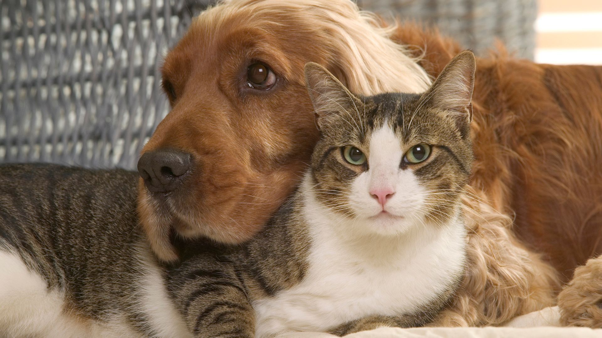 <p>                     It’s a debate as old as time: which makes for the better pet, a cat or a dog? After doing our research, we’ve come to the conclusion that our feline friends make for easier, cleaner and <em>more</em> hassle-free pets.                   </p>                                      <p>                     For example, did you know that cats can live for longer than their four-legged furry counterparts? And that they usually require less training than dogs? Plus, if you’re strapped for time but would love to reap all the rewards pets can bring, cats don’t require a lengthy daily walk. Generally speaking, cats tend to walk themselves and keep active playing with their toys or from jumping on high perches. While they do need mental stimulation, they can often get their fix through puzzle toys, scratching posts and by flexing their hunting instincts by playing with a cat wand.                   </p>                                      <p>                     So, as you can see there are lots of perks to having a cat as a pet. And we’re only just getting started.                   </p>