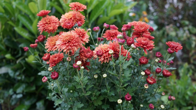 The Best Time Of Year To Divide Your Garden Mums (And How To Do It)