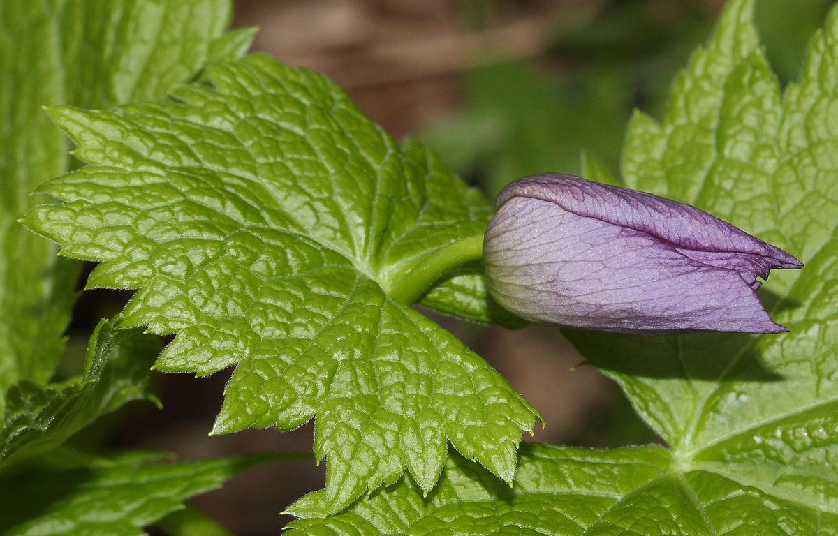 Глауцидиум. Glaucidium palmatum. Глауцидиум пальчатый. Глауцидиум пальчатый описание и фото.