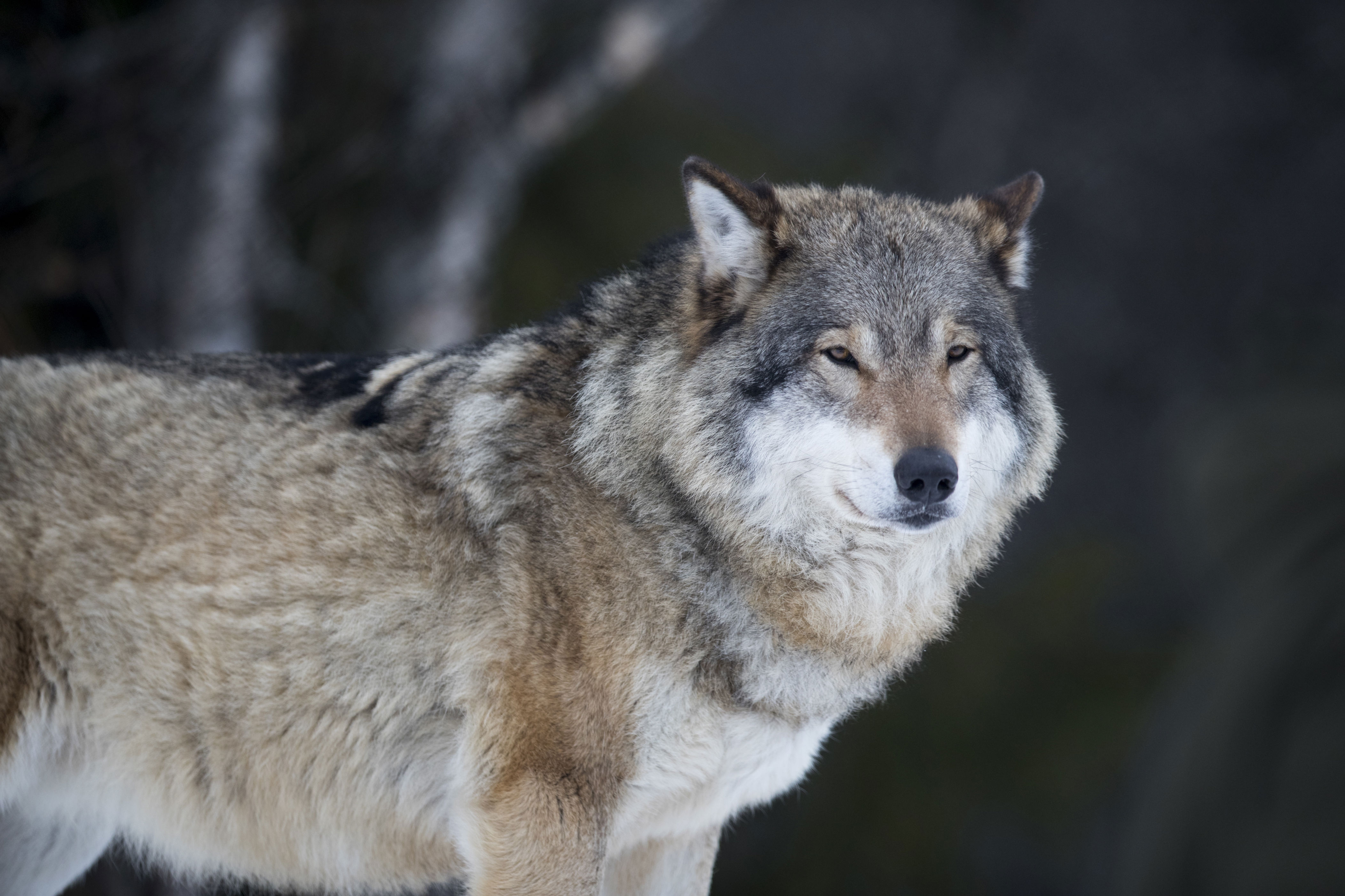 kraftig økning i antall sau som ble tatt av ulv i fjor