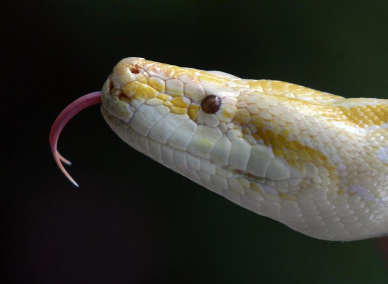 Woman rescued from 13ft python after being trapped for two hours in its ...